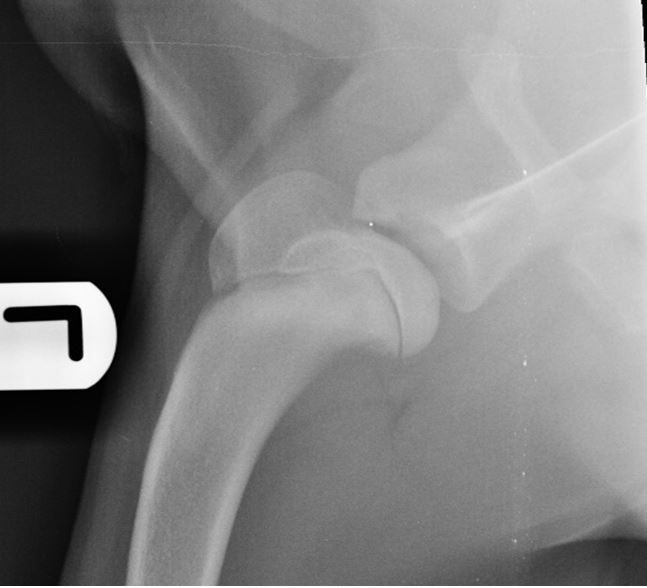 radiograph of the forelimb